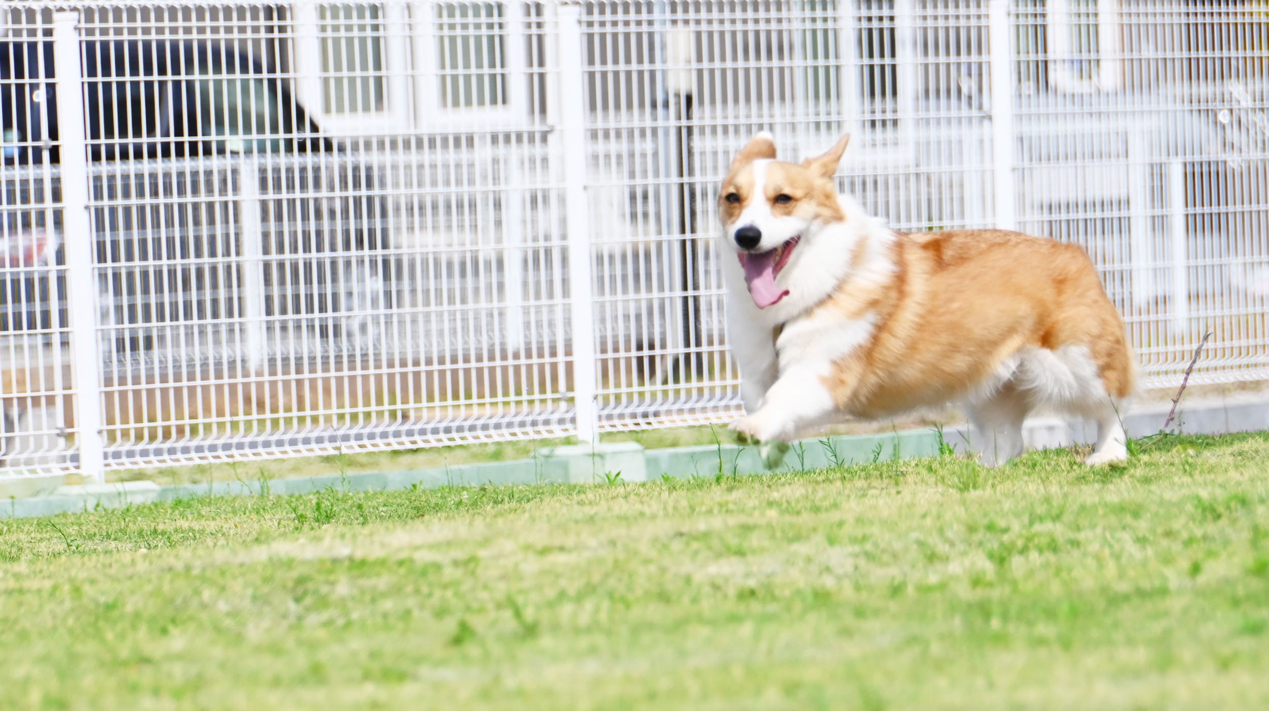 ドッグパルイメージ